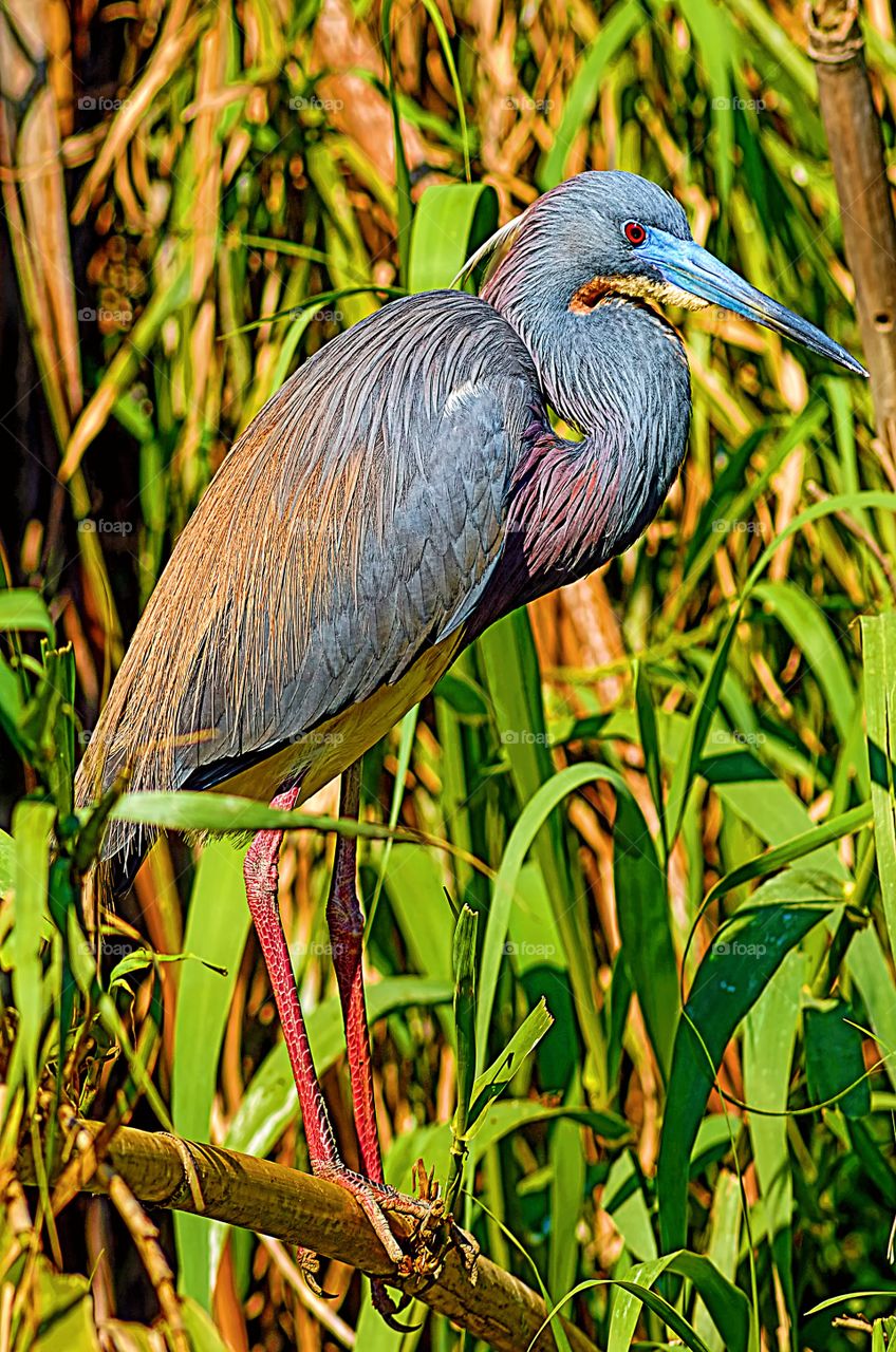 Portrait of a Tricolored Egret.