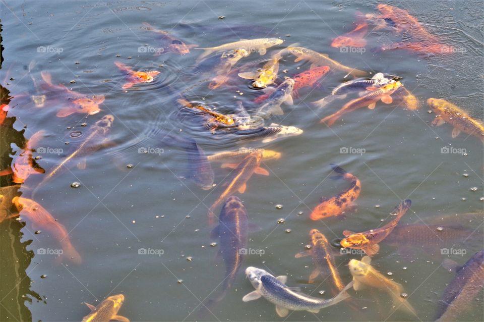 School of Koi fish 