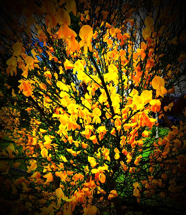 Scotch Broom Spring Bloom