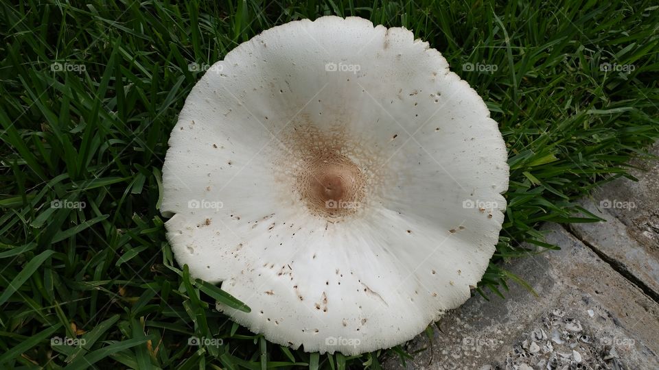 Mushroom Dinner Plate