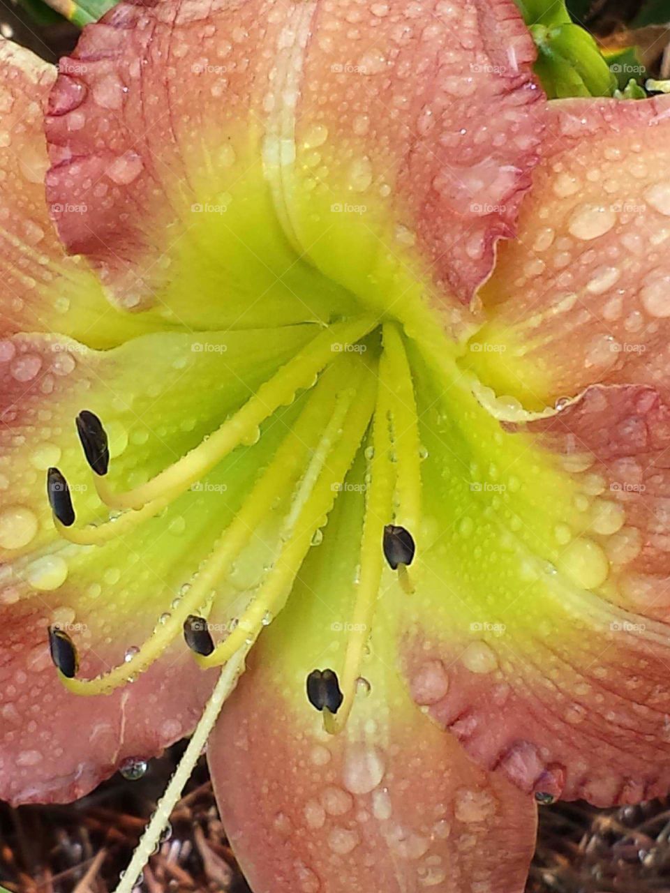 yellow flower after rain