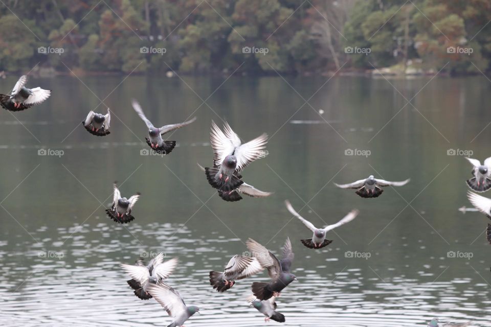 Pigeons flying above the ocean 