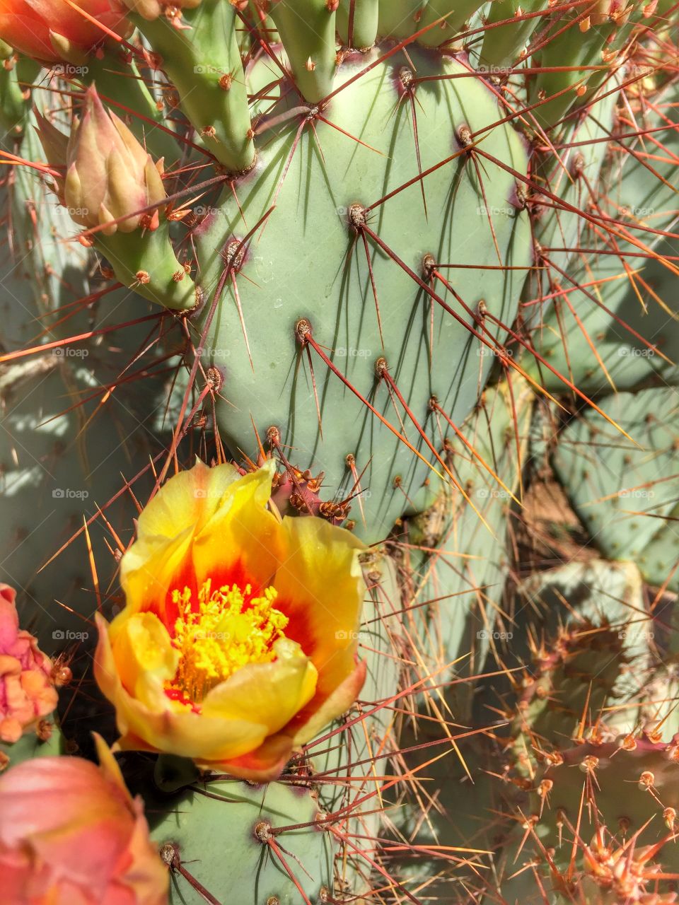 Spring blooming cactus 