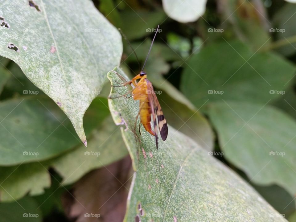 Scorpionfly