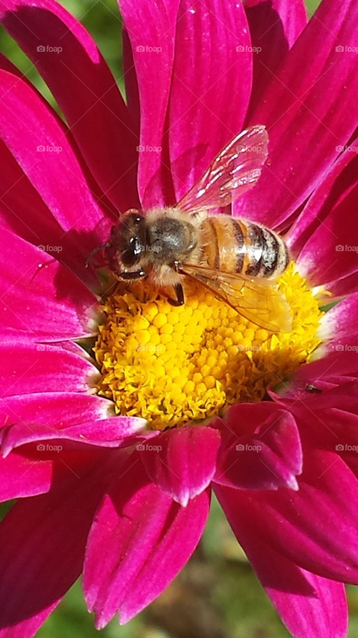 Pink Daisy & Bumble Bee