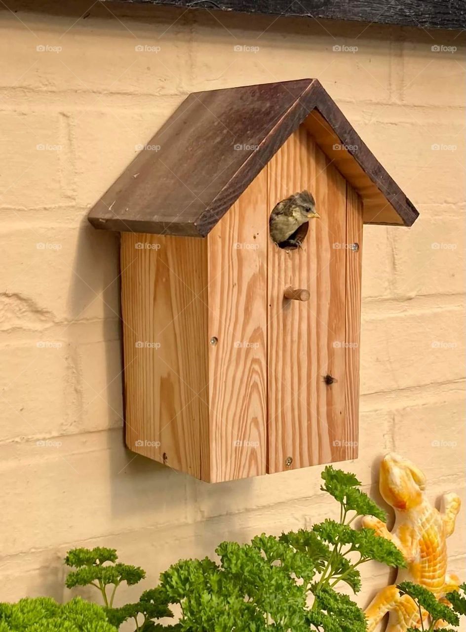birdhouse