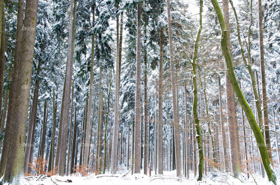 Trees in forest covered with snow
