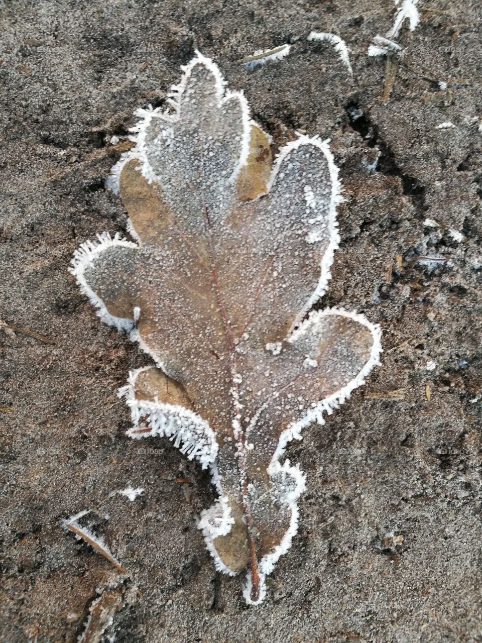 Frost covered leaf