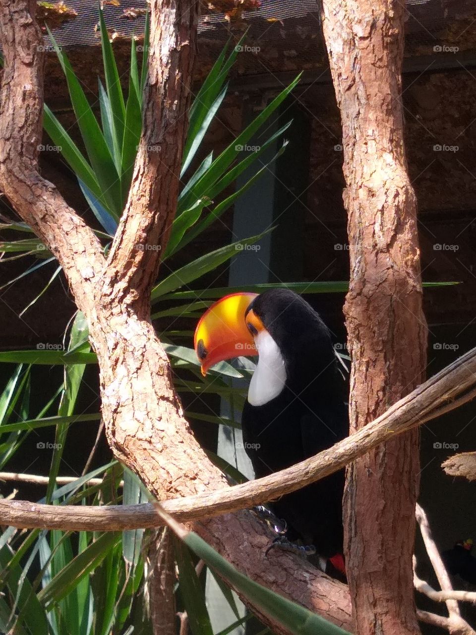 Among the birds that exist in the world, the Toucan is, for me, one of the most beautiful birds. Its vivid colors stand out among other species in nature.