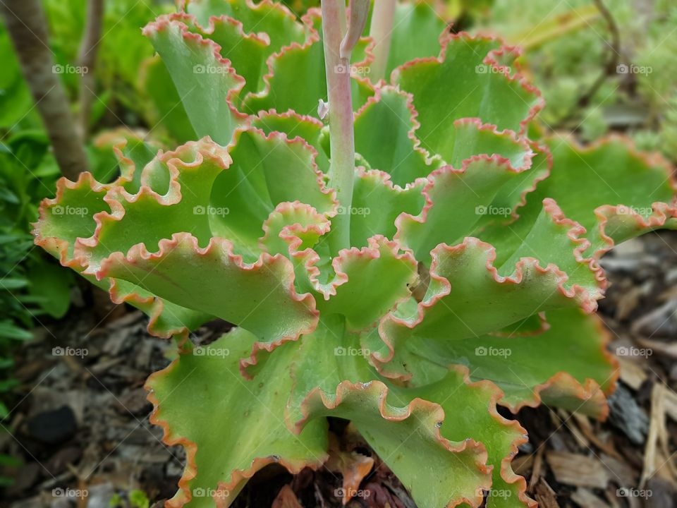 coral plant