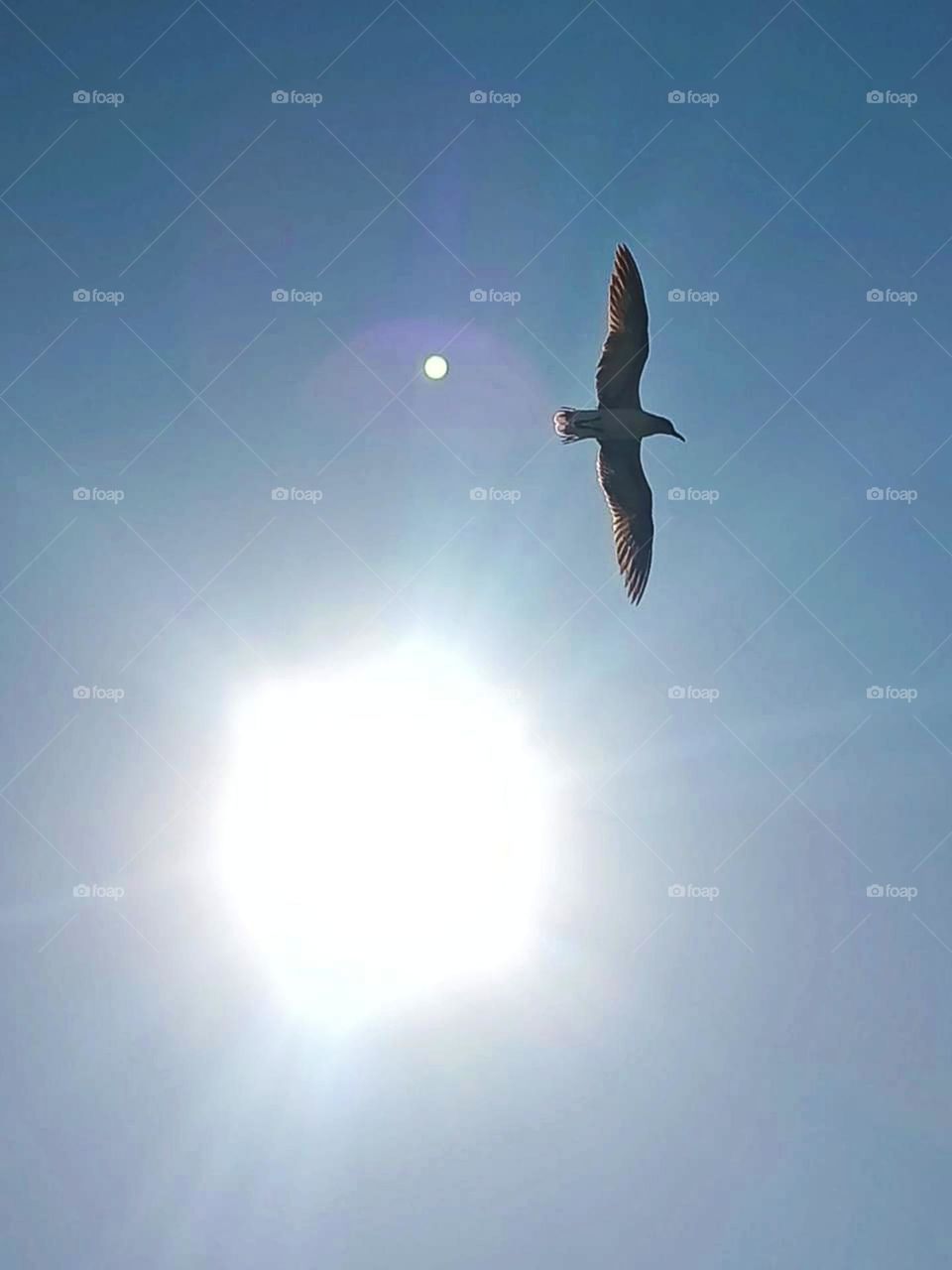 Gaviota al vuelo