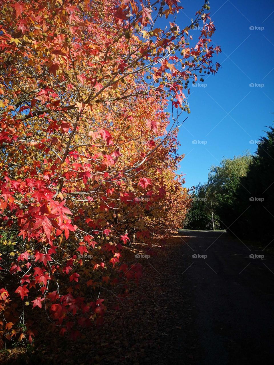 Arboleda en pleno otoño