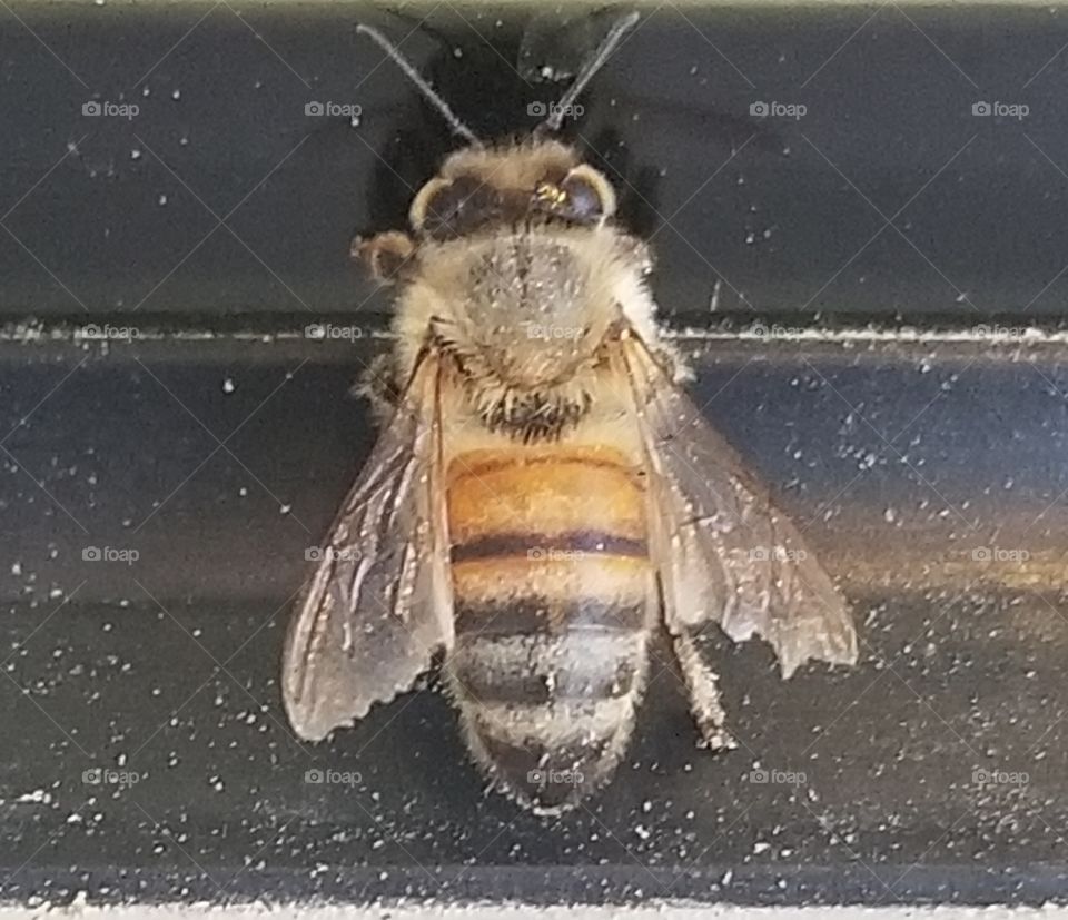 bee