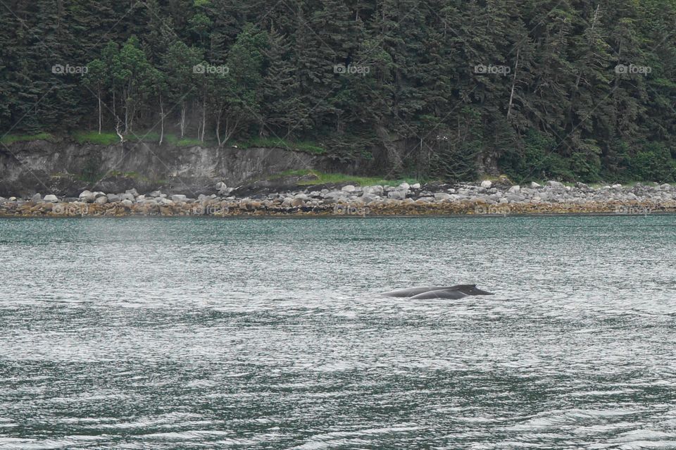 During a whale watching tour in Alaska, found this mother and her baby.  It was amazing!!
