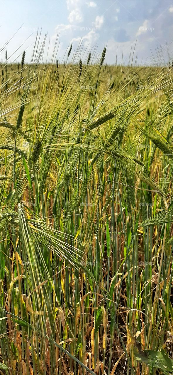соревшая пшеница в летнем поле