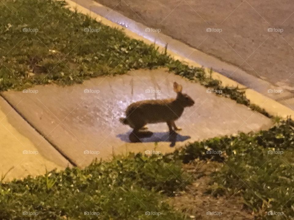 Bunny out at night
