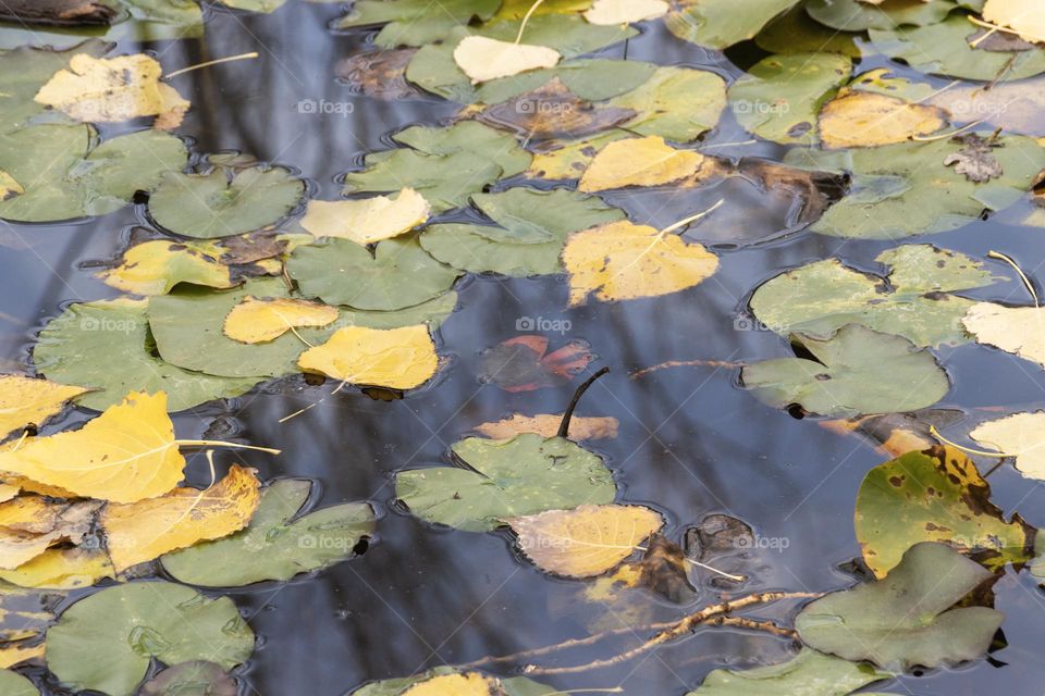 Autumn leaves and water lilly