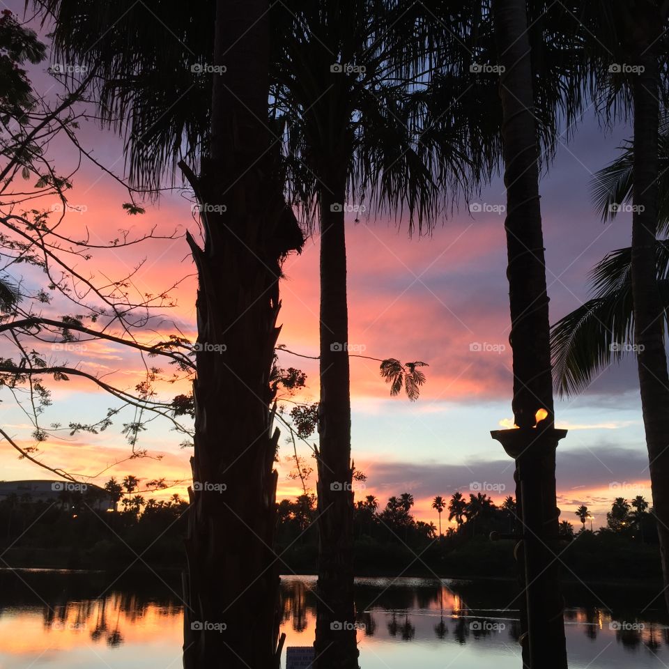 No Person, Tree, Water, Sunset, Dawn