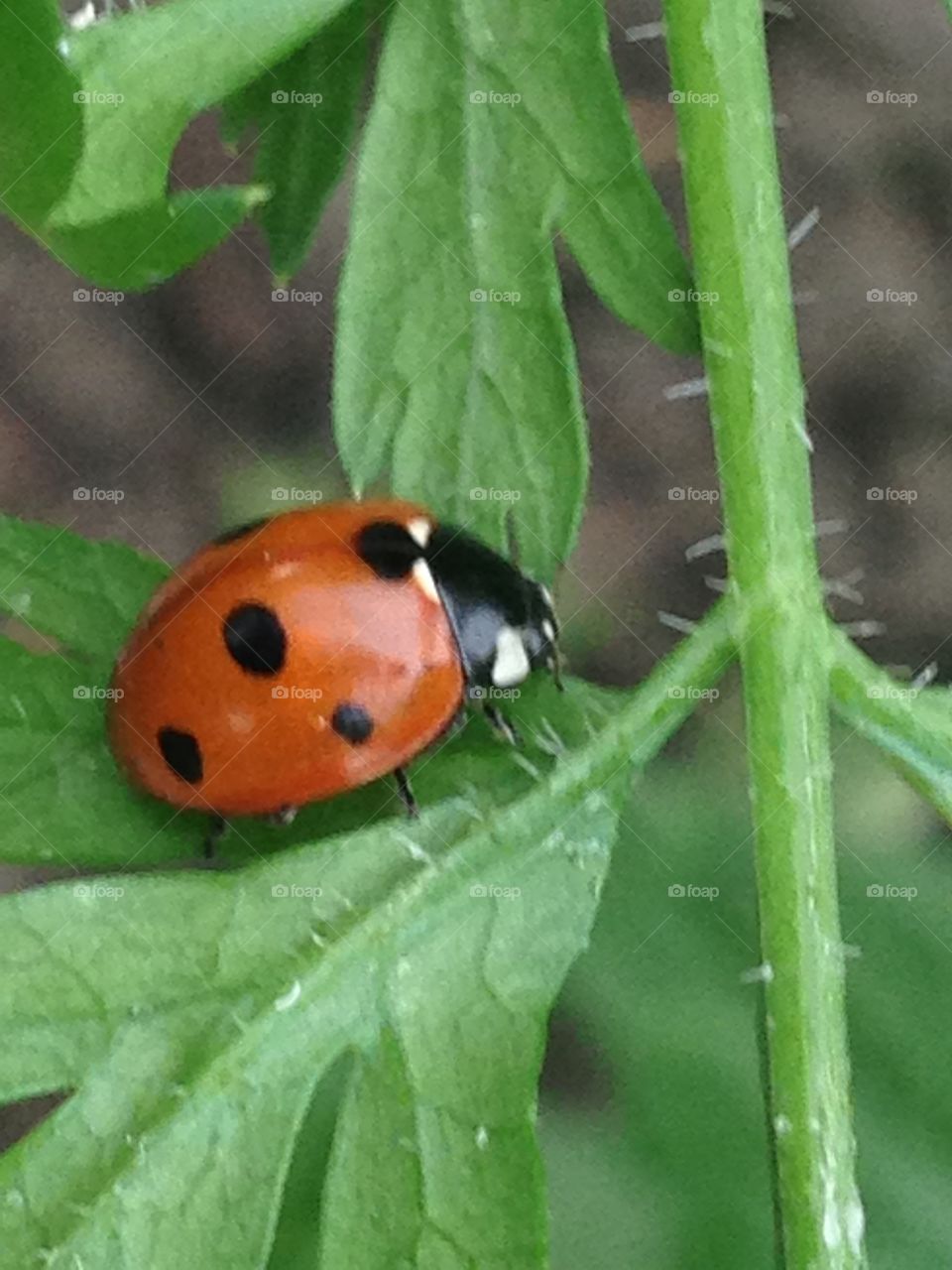 Ladybug