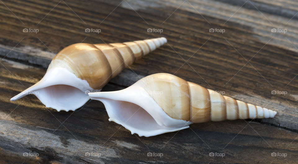 Two spiral shells on wooden background
