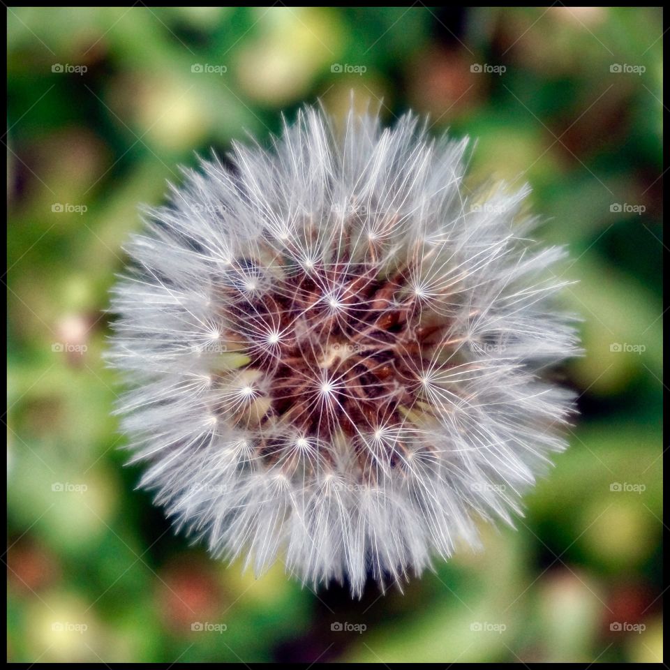 Dandelion 