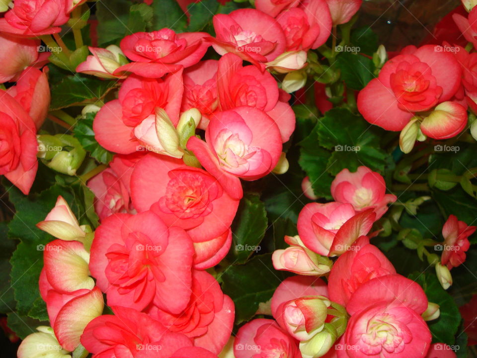 flores vermelhas red