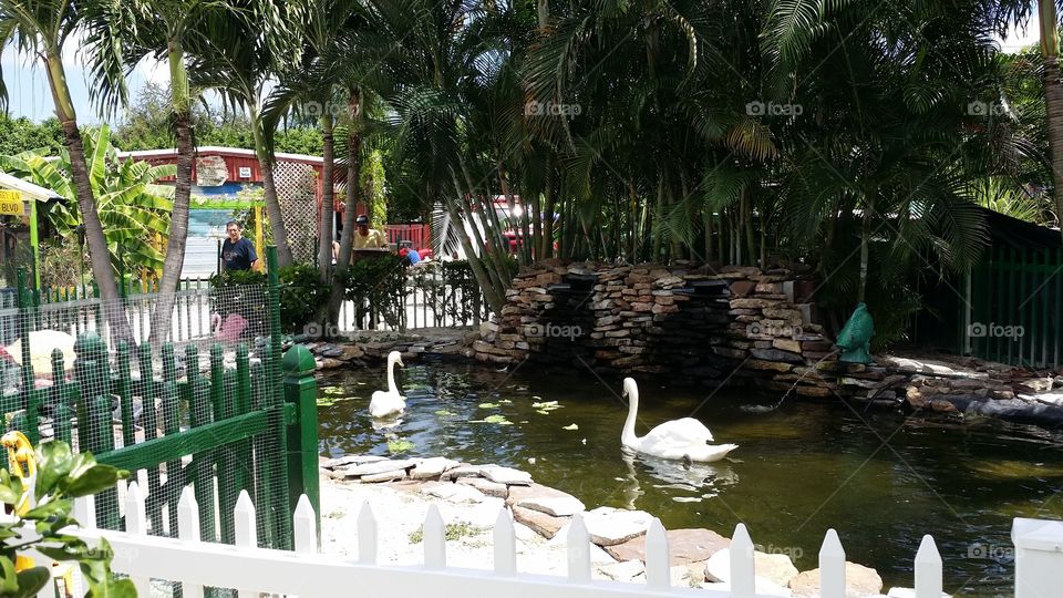 swans in pond