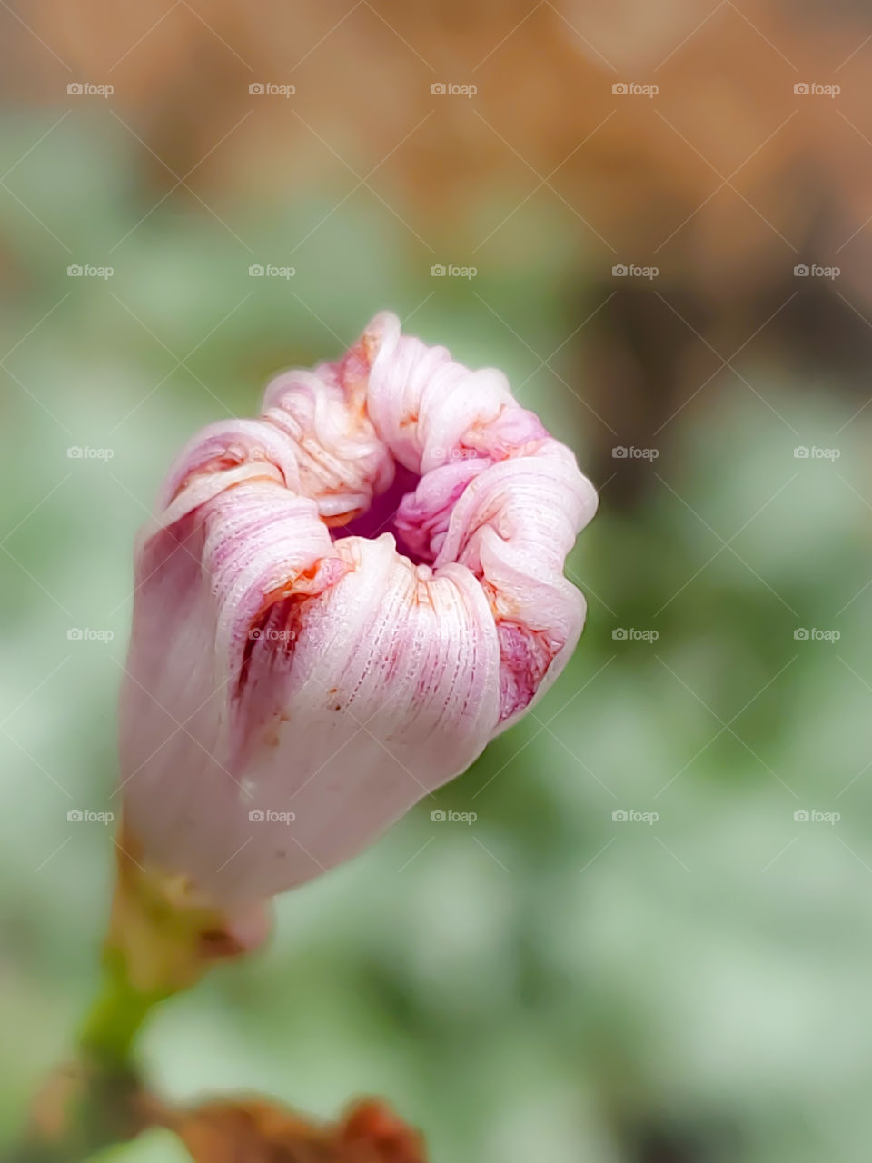 Closed magenta pink and white morning glory flower