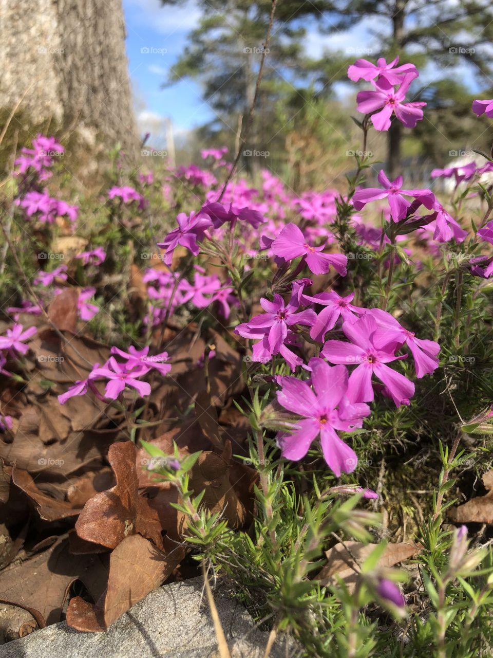 Pink thrift ground cover 