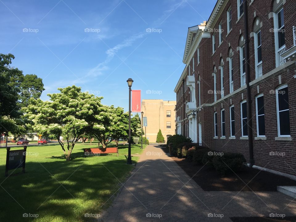 College campus with flowering trees