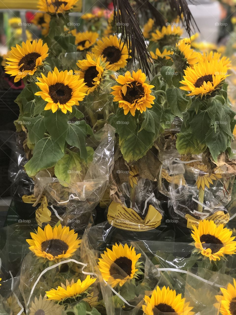 Many sunflowers on display in the supermarket
