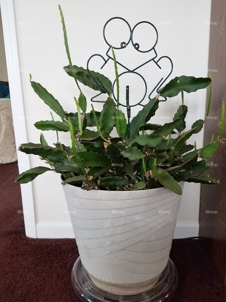 House plants in pots