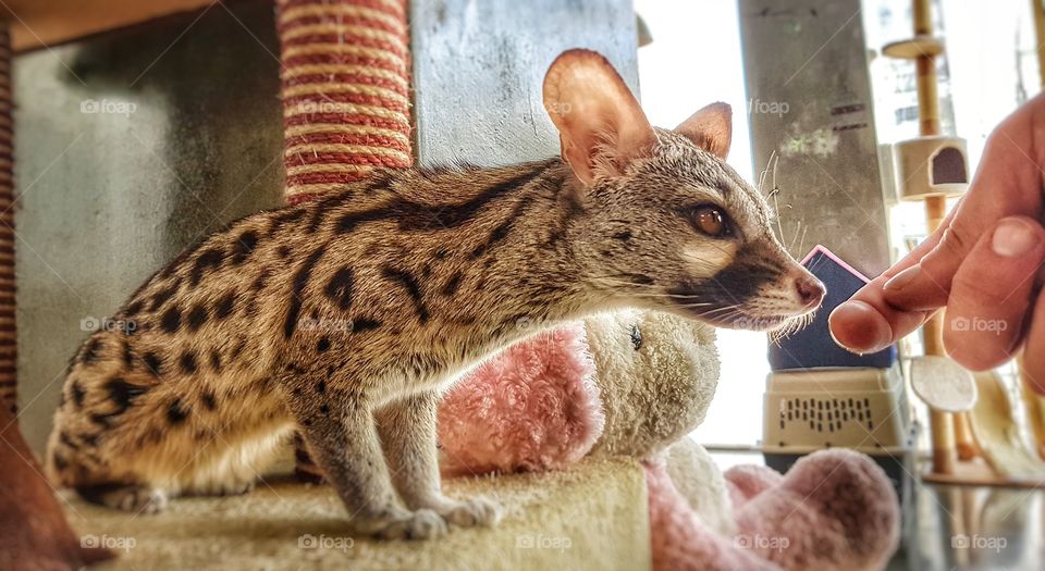 With the cats at the meerkat cafe.