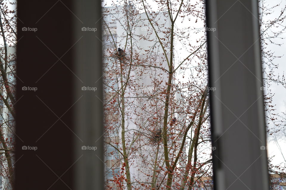 Tree, Wood, Winter, Fall, Snow