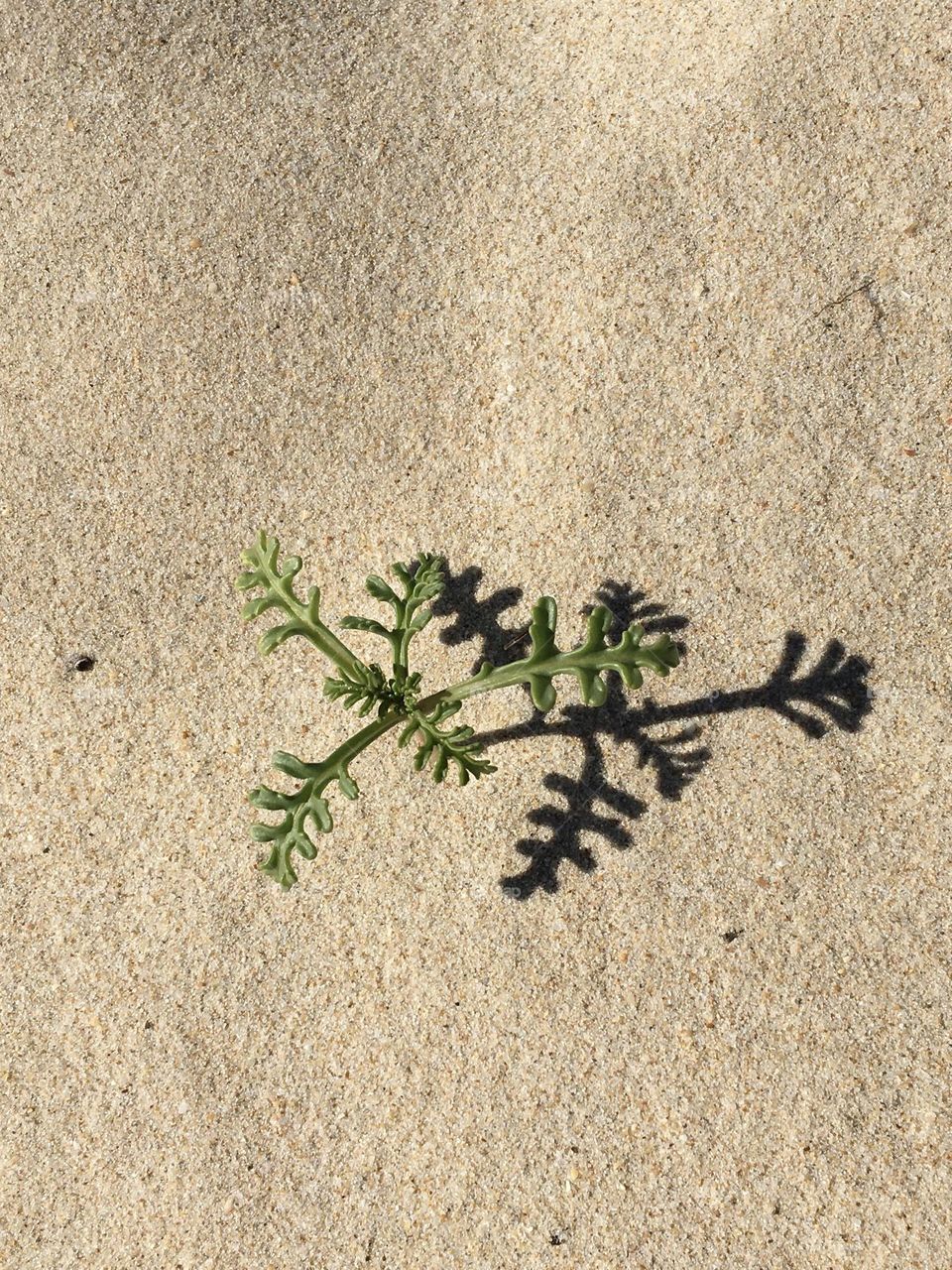 Sand, plant and shadow