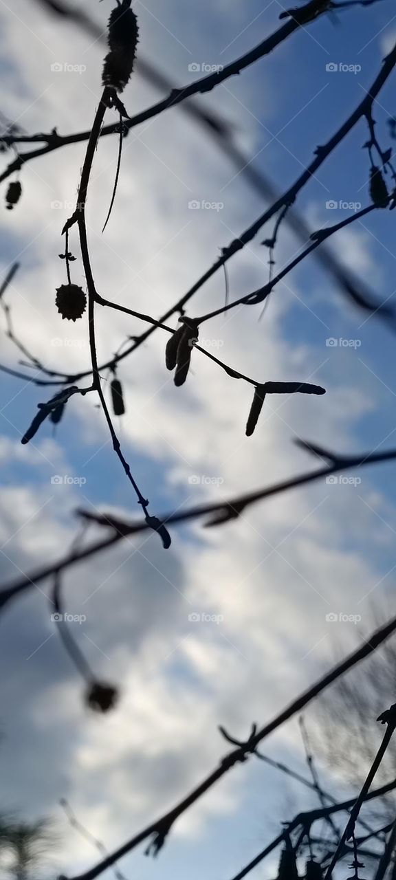 Spring sky