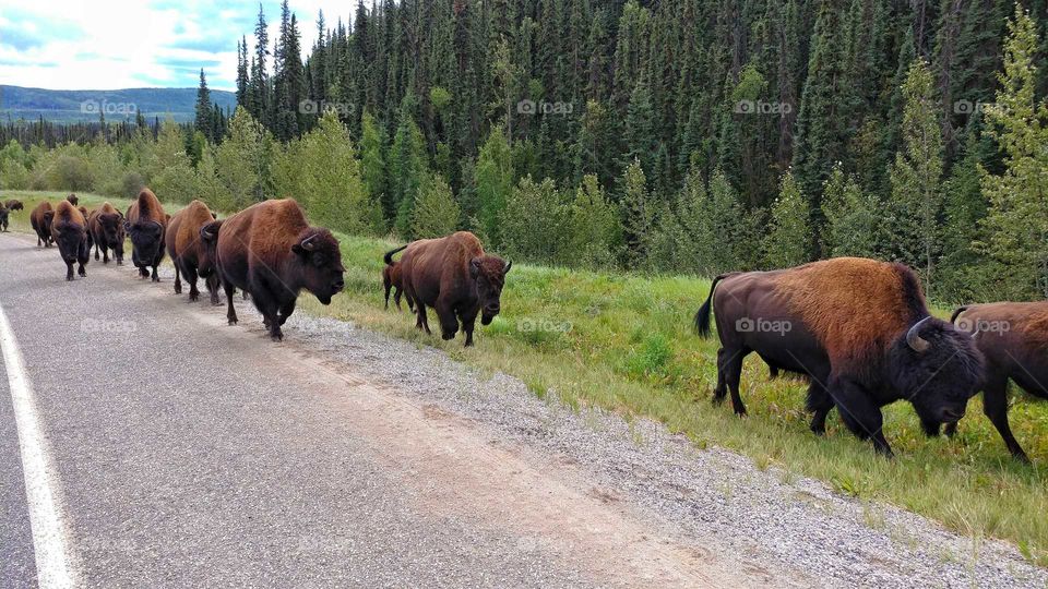 Buffalo on the move. Magnificent and intimidating, this large herd marches in the Yukon Territory of Canada.