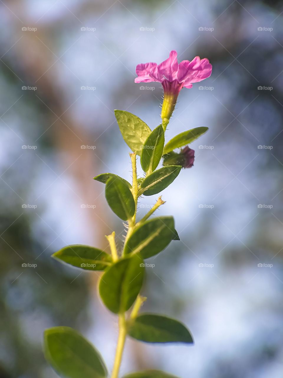 Photo of flowers from a low angle.