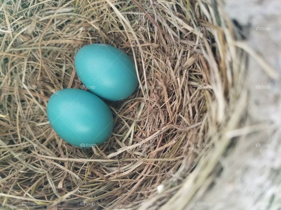 Bird Nest with Small Blue Eggs