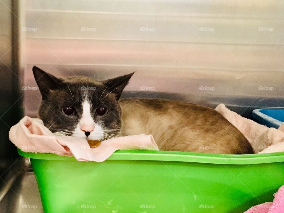 Cat for adoption at PetSmart 