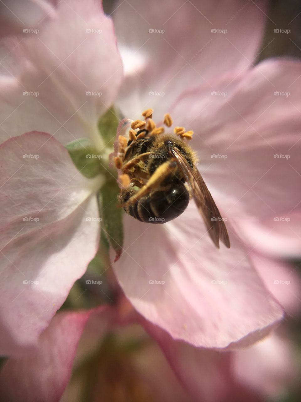 Bee on pink blossom