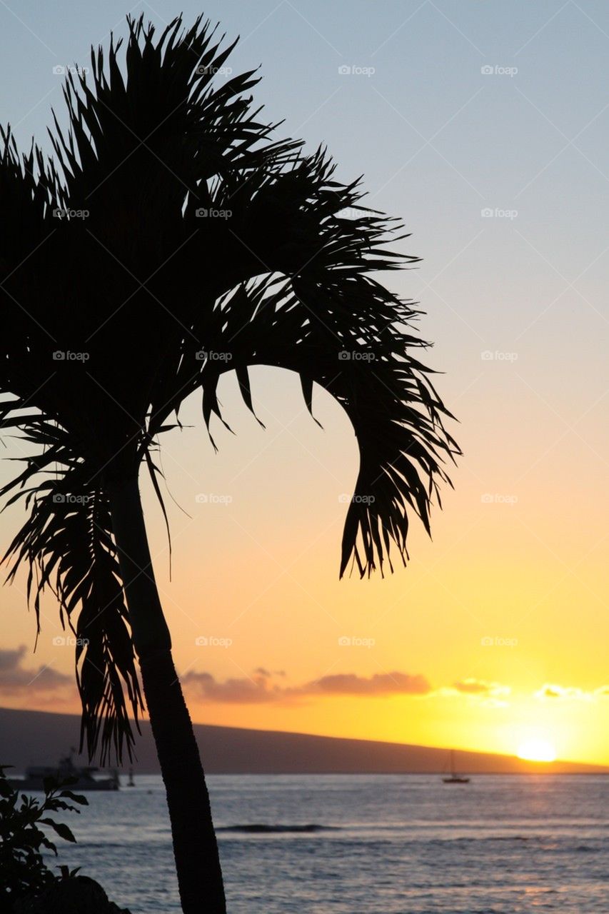 Sunset on the Palm