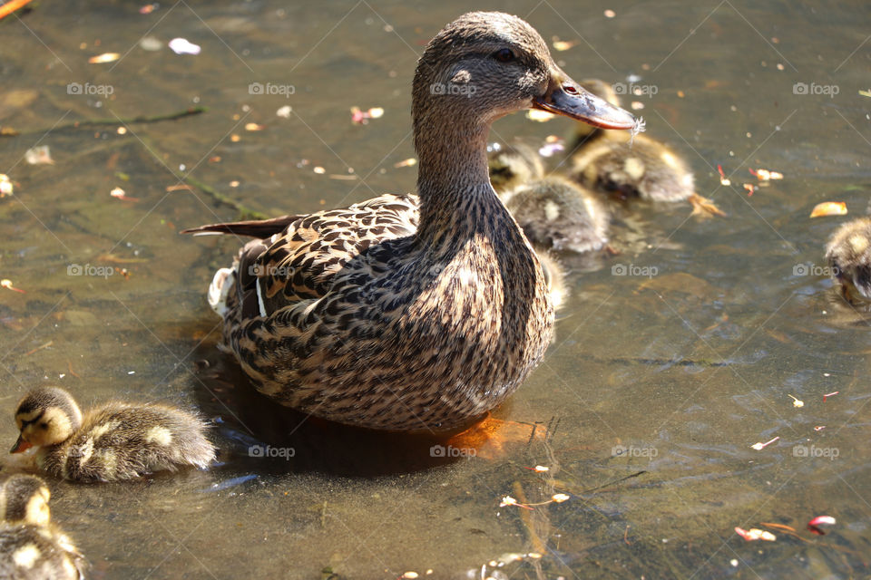 Ducks in a small pond