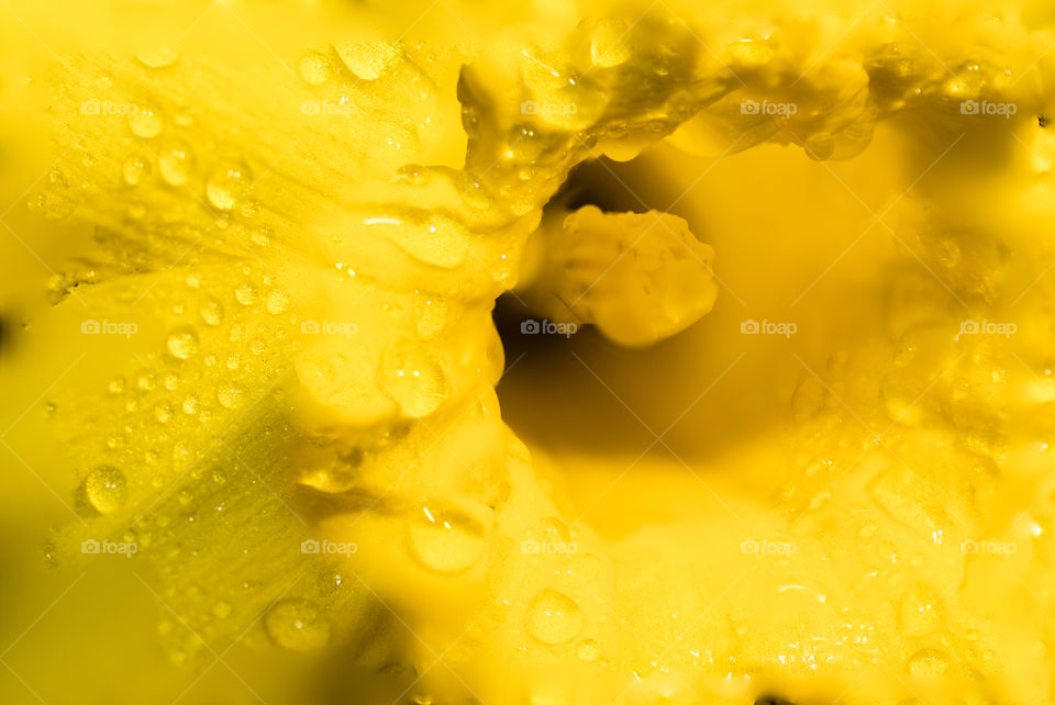 macro photo of the face and pistol of a daffodil