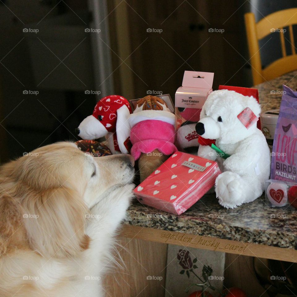 are all these presents for me?  our golden retriever Kaci looking at her Christmas presents