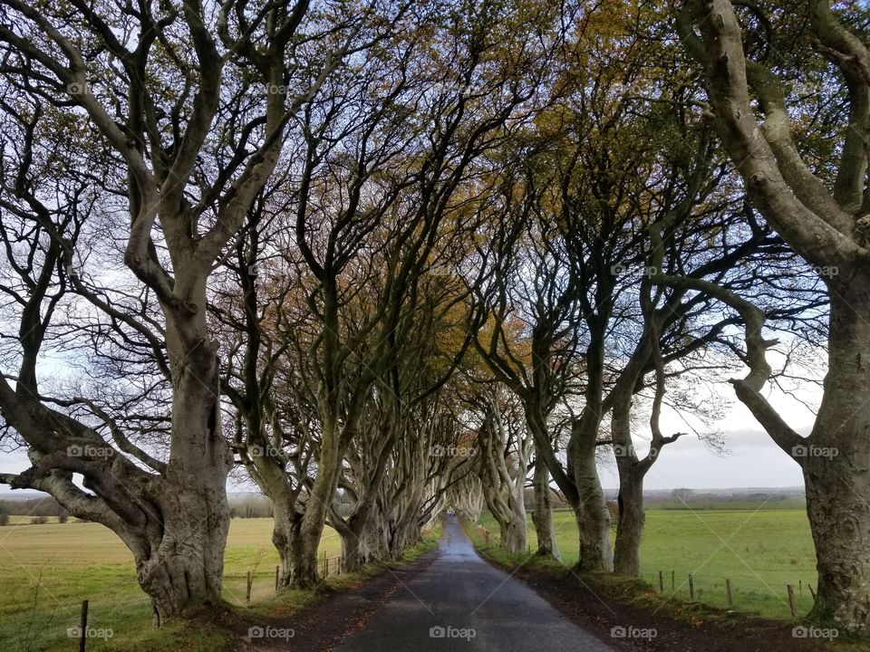 The Dark Hedges aka The Road to King's Landing in November!