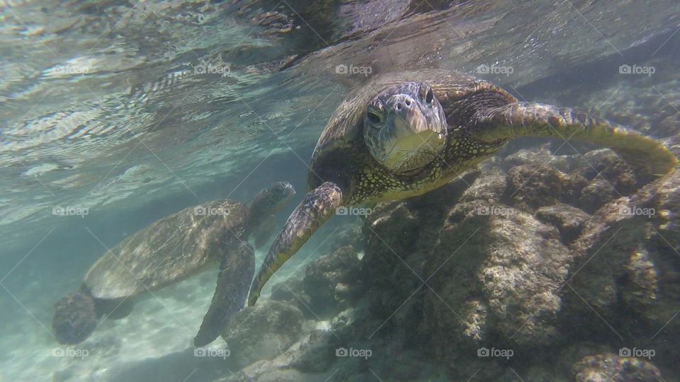 Sea Turtles  underwater