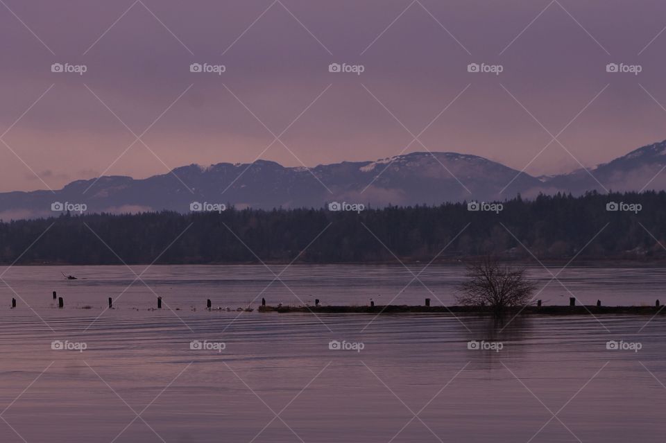 A misty, foggy shot of the estuary with the calm water in the foreground, the dark  tree line silhouetted behind and the snow-covered Pacific Northwest mountains purple in the waning winter daylight. 