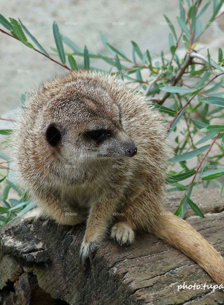 meerkat