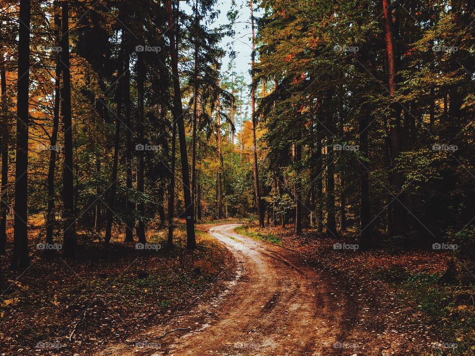 Curve path in forest